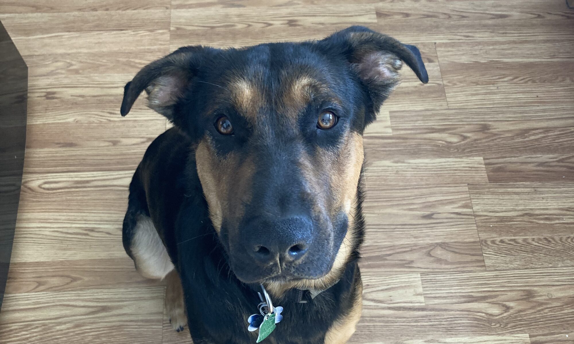 Bruno is worthy enough to be put on my website just like I am enough to be a student at Wesleyan.
